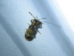 Pelonium maculicolle