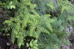 Gleichenia dicarpa