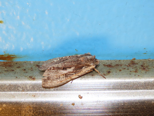 Immigrant Pinion