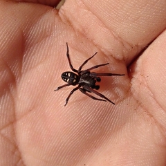 Nurscia albomaculata