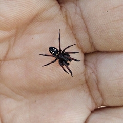 Nurscia albomaculata