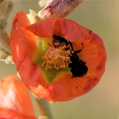 Macroteropsis