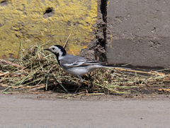 Motacilla alba