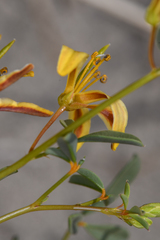 Carsonia sparsifolia