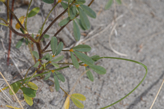 Carsonia sparsifolia