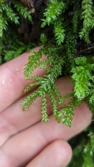 Thamnobryum neckeroides
