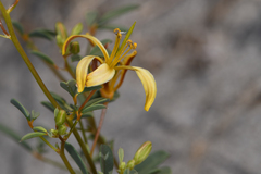 Carsonia sparsifolia