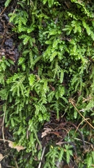 Thamnobryum neckeroides