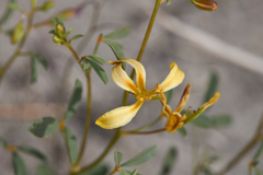 Carsonia sparsifolia