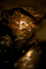 Hemilepidotus hemilepidotus