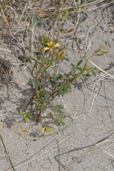 Carsonia sparsifolia