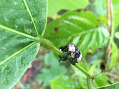 Sternuchopsis trifida