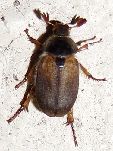 Florida Hypotrichia