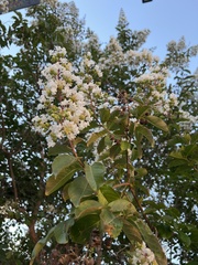Lagerstroemia