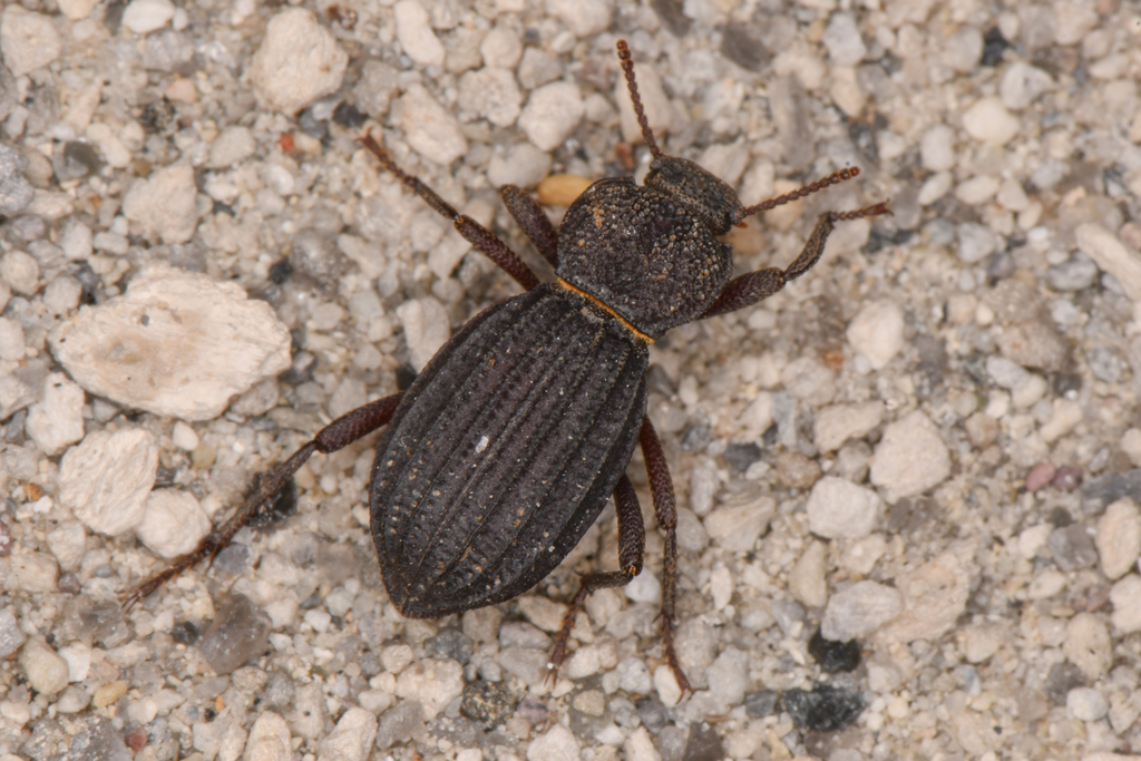 Trogloderus