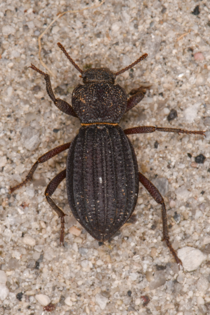 Trogloderus arcanus