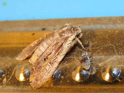 Immigrant Pinion photo 4