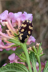 Clinteria klugi