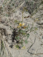Carsonia sparsifolia