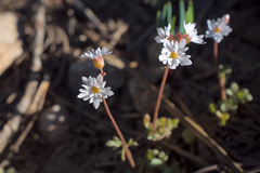 Lithophragma tenellum