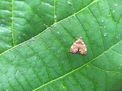 Choreutis hyligenes