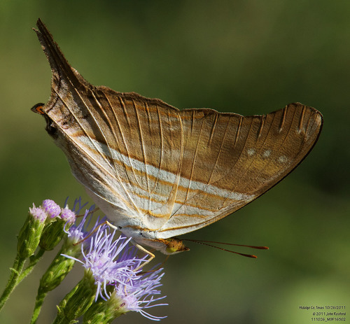 Many-banded Daggerwing photo 4
