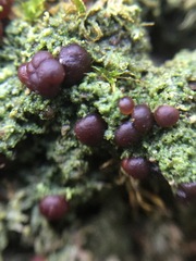 Micarea prasina