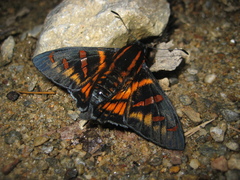 Mimardaris porus