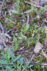 Plantago aristata