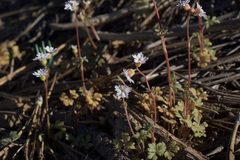 Lithophragma tenellum
