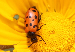 Actenodia septempunctata