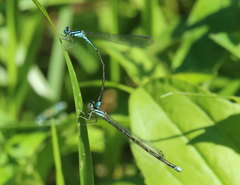 Enallagma divagans