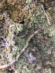 Micarea prasina