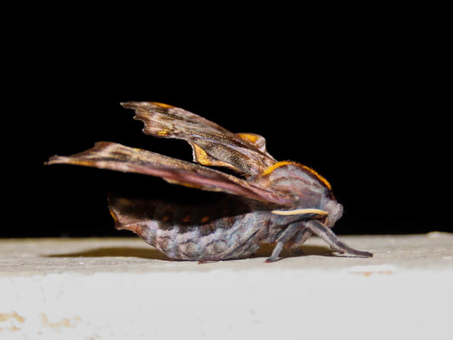 Photo of Small-eyed Sphinx (Paonias myops)