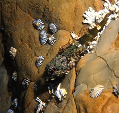Bovichtus angustifrons