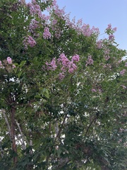 Lagerstroemia