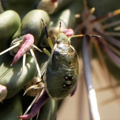 Chlorochroa opuntiae