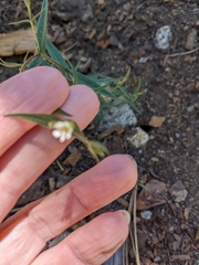 Eriogonum spergulinum