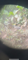 Tigrisoma mexicanum