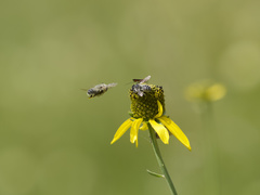 Rudbeckia glaucescens