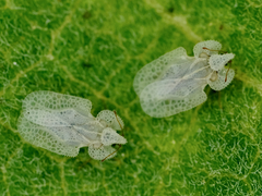 Corythucha immaculata