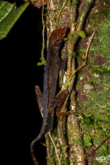 Anolis trachyderma