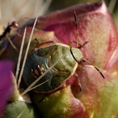 Chlorochroa opuntiae