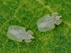 Corythucha immaculata