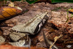 Boa constrictor constrictor