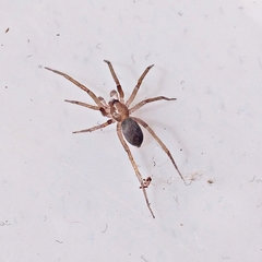 Mesiotelus