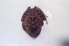 Strabomantis sulcatus