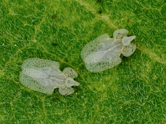 Corythucha immaculata