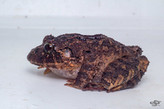 Strabomantis sulcatus