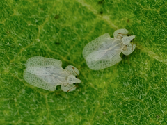 Corythucha immaculata